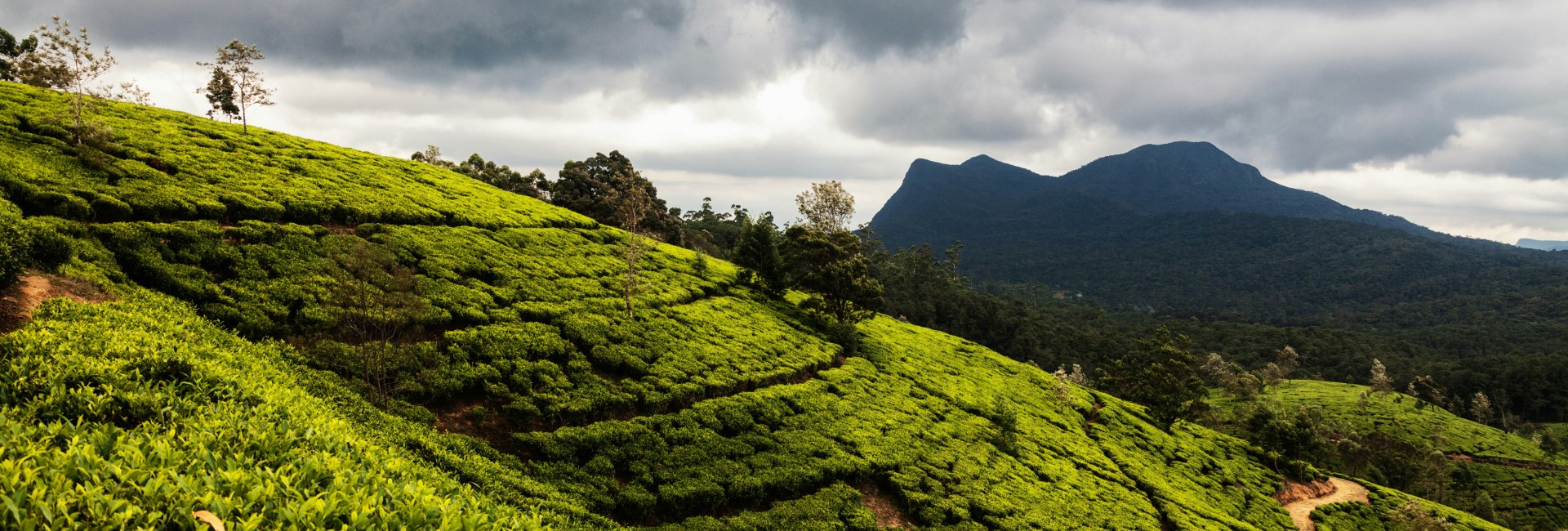 High-Altitude Tea Estates