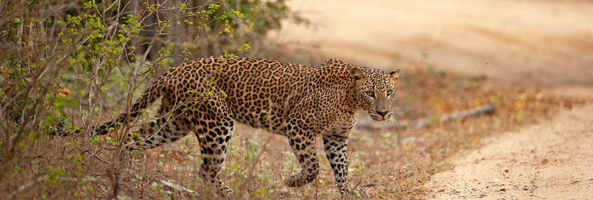 Yala Apex Safari