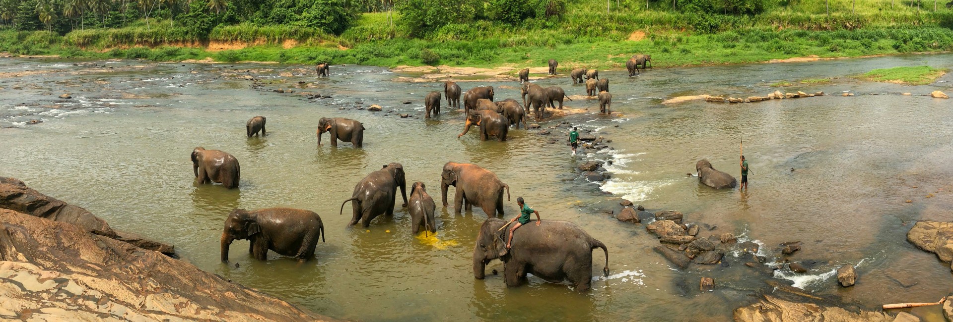 Pinnawala Elephant Sanctuary