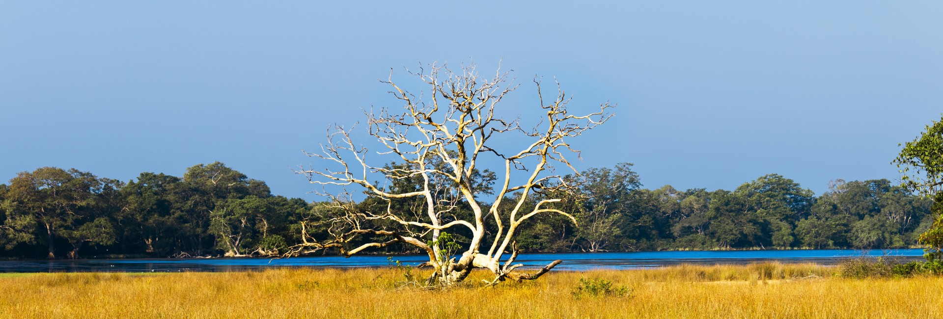 Pristine Wilpattu Tracking