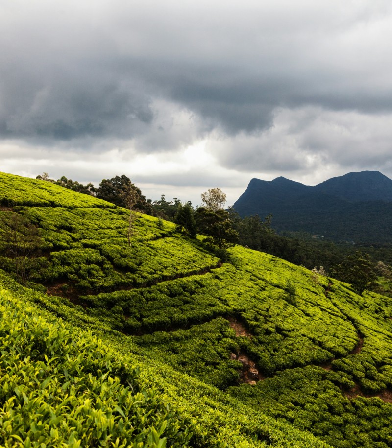 High-Altitude Tea Estates