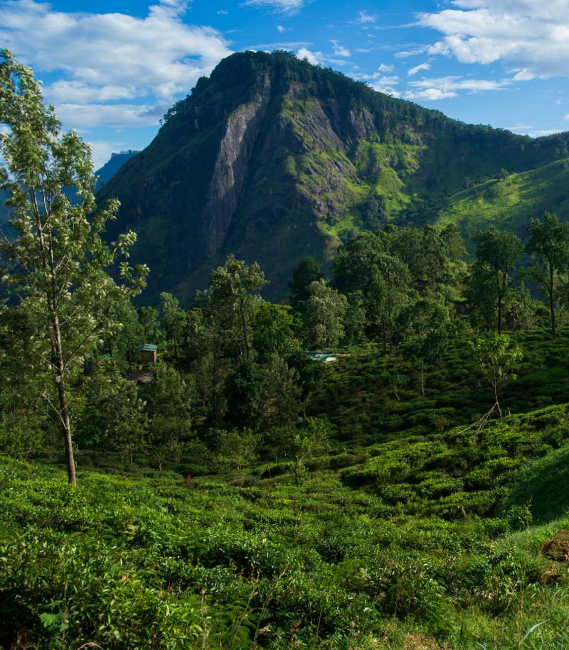 Ella Valley Plantations