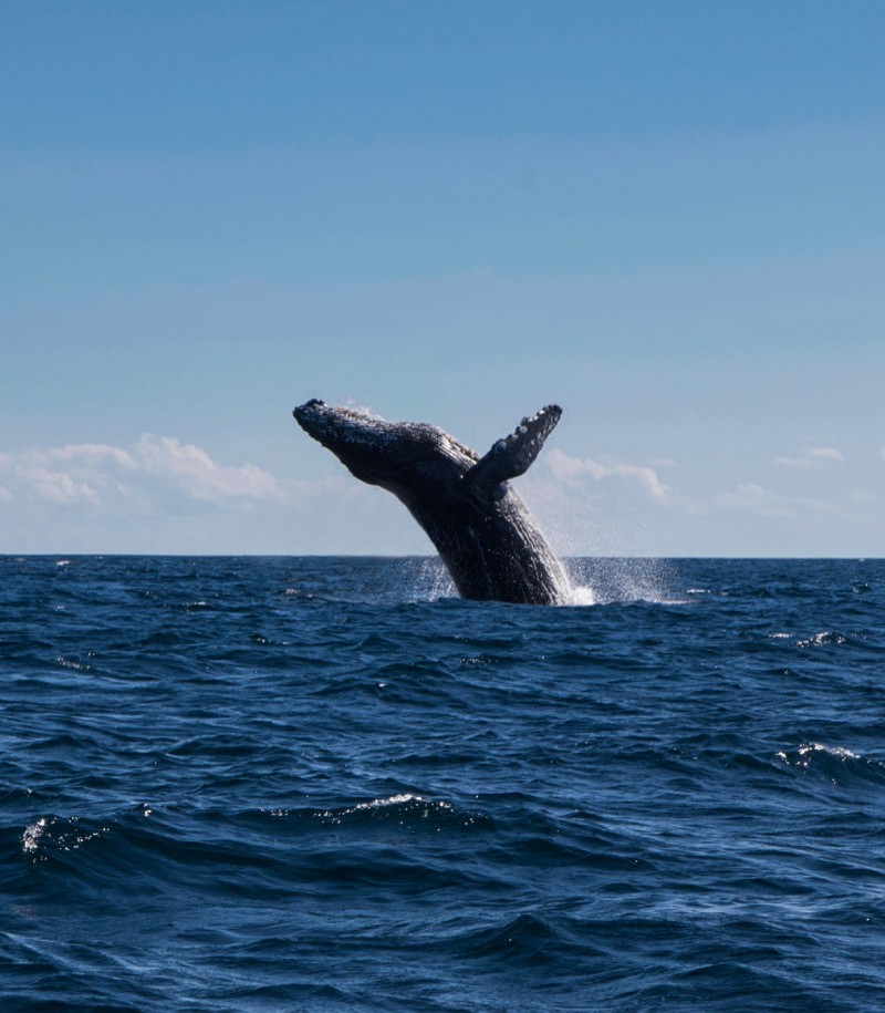 Whale & Dolphin Watching