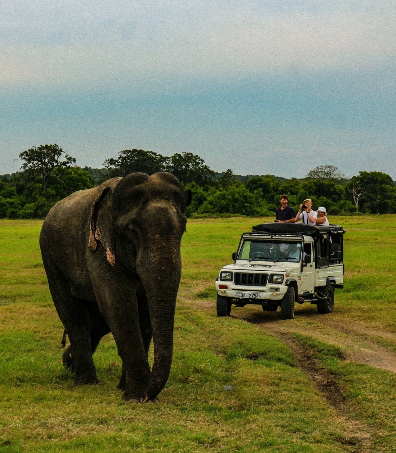 National Park Jungle Safari