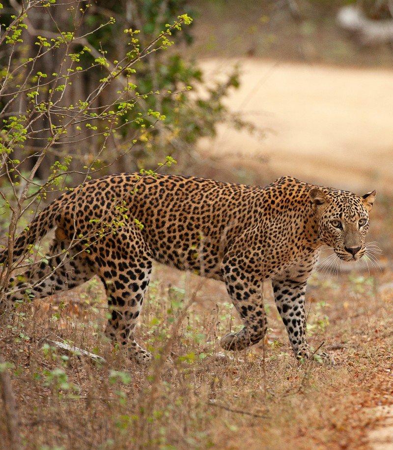 Yala Apex Safari