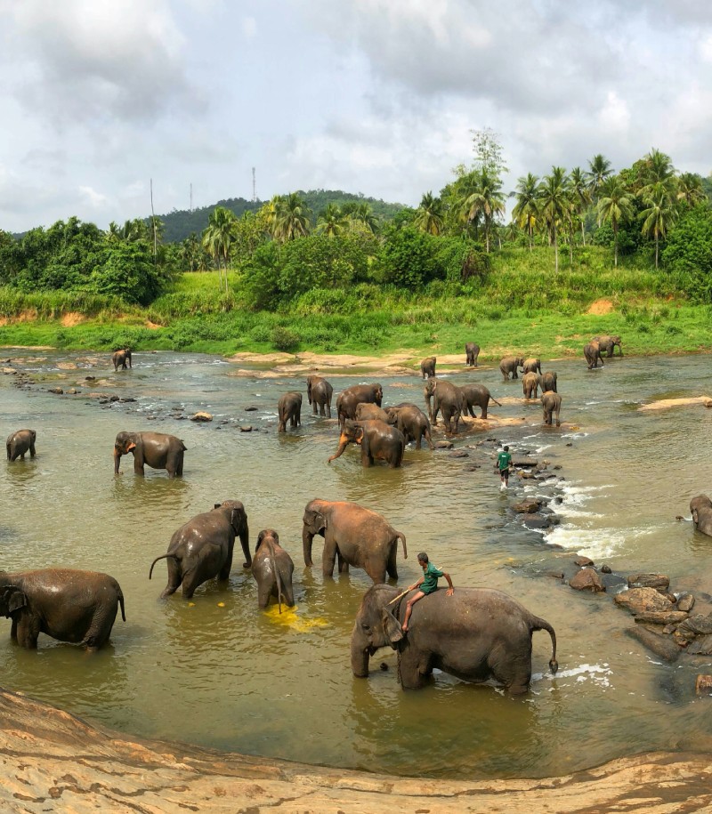 Pinnawala Elephant Sanctuary