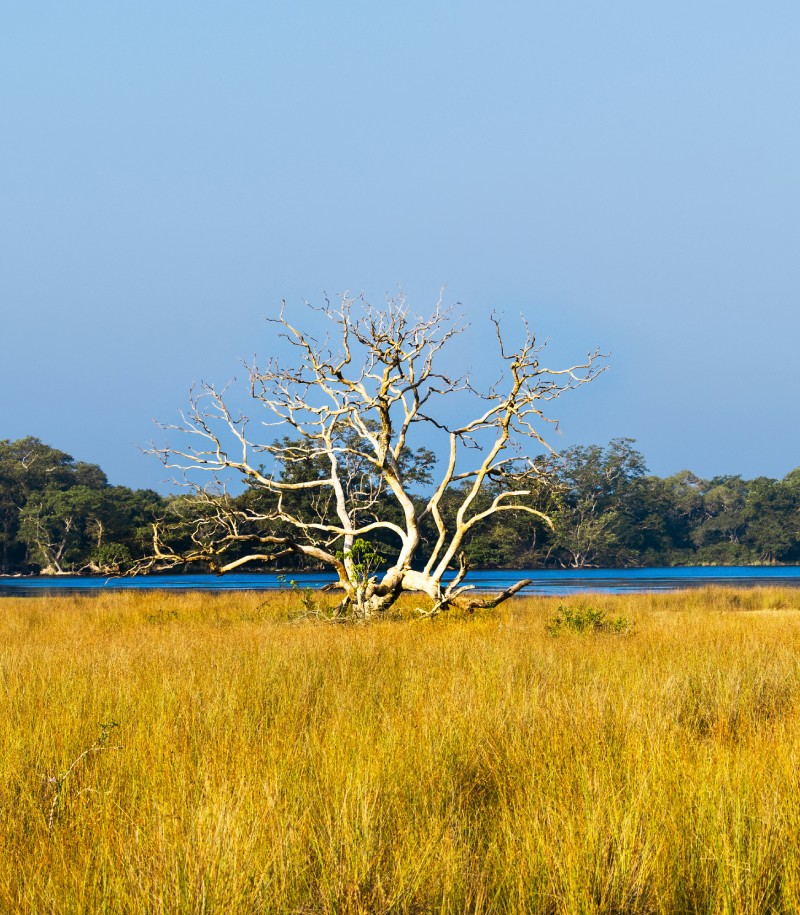 Pristine Wilpattu Tracking